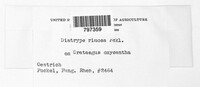 Diatrype rimosa image